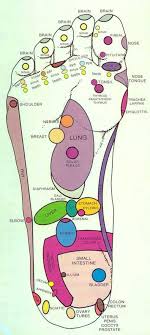 foot reflexology chart to map sole zones and organs