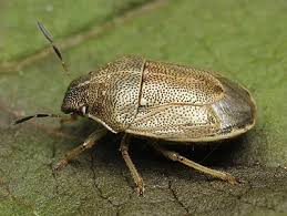 Image result for Isoglossa punctata
