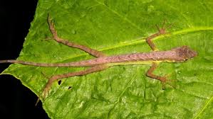 Image result for Anagallis gracilipes