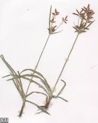 Image result for Cyperus maculatus
