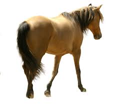 Download Horse Png Image Hq Png Image Freepngimg Free horse transparent png images. download horse png image hq png image