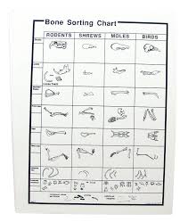 49 Prototypic Bone Sorting Chart Owl Pellets