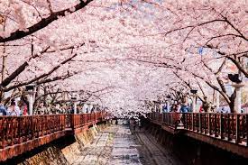 Sementara di indonesia, mekarnya bunga sakura di kr cibodas bisa diapresiasi dengan berbagai berburu foto dan selfie. Prediksi Jadwal Sakura Korea 2018 Kapan Dimana