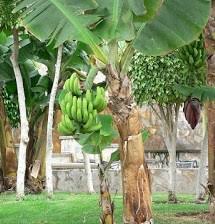 We did not find results for: Tanaman Yang Berkembang Biak Secara Vegetatif Dan Keterangannya