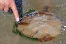 Das erleichtert vielen anderen tieren das leben im wattboden. Wattwanderung An Der Nordsee Watt Fur Ein Spektakel