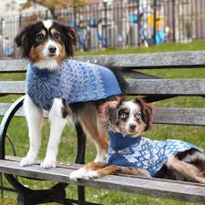 So, we decided to create a database of some of the best uncommon dog names. The Best Dog Clothing Brands For Stylish Pet Clothes Instyle