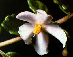 Image result for Behniaceae