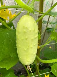 Image result for Cucumis sativus