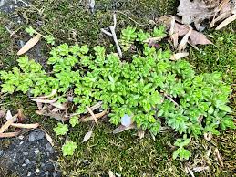 Image result for Hexasepalum sarmentosum