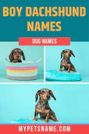Boy Dachshund Names Dog Names Boy Dog Names Classic Dog