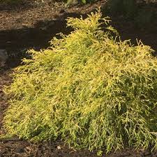 We did not find results for: Gold Mop Chamaecyparis Spring Meadow Wholesale Liners Spring Meadow Nursery