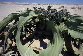 Image result for Uvaria welwitschii