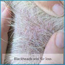 Demodex Mites And Dogs The Skin Vet