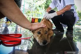 We did not find results for: Di Oku Ratusan Anjing Dan Kera Divaksin Antara News Sumatera Selatan