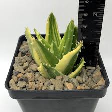 Image result for Aloe veseyi