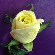 Find fallon flowers raleigh nc. Fallon S Flowers Raleigh Nc