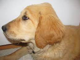 Check spelling or type a new query. Question About Bump On Head Golden Retriever Dog Forums