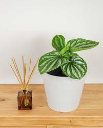Image result for Peperomia molleri