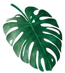 Green Leaf Background 1000 1120 Transprent Png Free Download Leaf Green Plant Green Leaf Background Leaf Background Leaf Print Art