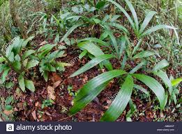 Forest Floor With Irapai Plants Tiera Firme Or High Forest Amazonian Abm1kf Jpg 1300 959 Plants Forest Floor Forest
