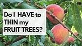 The florida king will flower beginning in february and should be fertilized in early spring for best results. Spring Thinning My Florida King Peach Tree 100 S Of Fruit Youtube