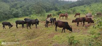 Sachin Pramod Sheth (@SachinPramodSh3)