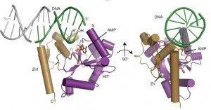 Arizona obgyn affiliates (aoa) is an integrated practice of ob/gyn physicians that gives a voice to women's healthcare providers and their patients. Aoa1 A T Society