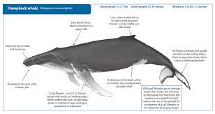 Rorquals have two characteristics in common: Humpback Whale