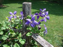 Check spelling or type a new query. 674 Clematis Fence Photos Free Royalty Free Stock Photos From Dreamstime