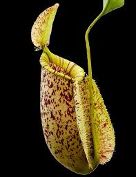Nepenthes Hookeriana Plantas Carnivoras Orquideas Proteinas