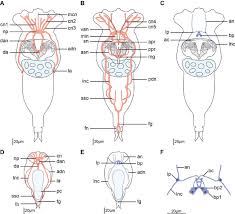 Schematic Drawings Of The Nervous System Of Epiphanes Senta Females Download Scientific Diagram The nervous system is an organ system containing a network of specialized cells called neurons that coordinate the actions of an animal and transmit signals between different parts of its body. epiphanes senta females