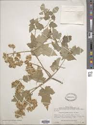 Image result for Clematis hirsuta