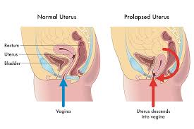 Image result for uterus