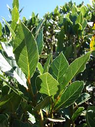 Image result for bay leaf bush foto