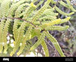 Image result for Gleichenia polypodioides