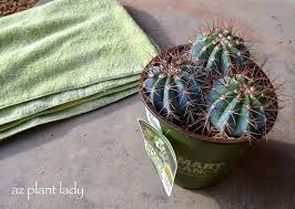 Heat waves in the summer time are especially challenging to plants that love humidity but also to succulents and cacti. Cacti Archives Ramblings From A Desert Garden