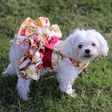 Pin Em Dog Clothes