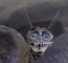 How big does a telescope fish get to be? Phy S Midwater Mesopelagic