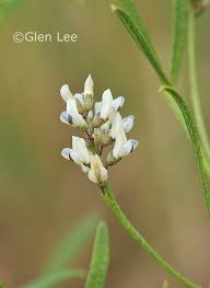 Image result for Landolphia lanceolata