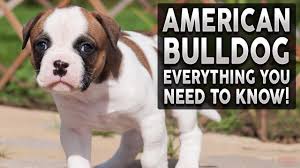These will be great foundation puppies with fantastic pedigree, great. American Bulldog 101 Everything You Need To Know About Owning An American Bulldog Puppy Youtube