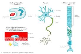 Animal cell and plant cell shape. Animal Cells And Their Shapes Animal Cell Cell Cell Project