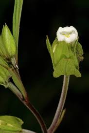 Image result for Crabbea cirsioides