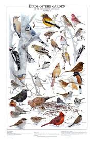 Birds Of Eastern North America Puzzle Trace The Birds And Illustrate Your Nature Journal Bird Identification Bird Poster Wild Birds