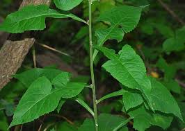 Image result for Lactuca ugandensis