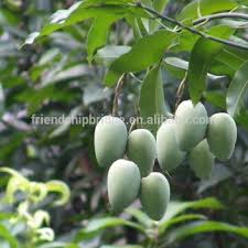 We grow a huge range of popular fruit trees you can buy: Tropics Fruit Tree Mango Trees For Sale