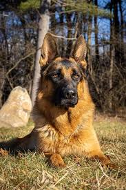 Located in the heart of central pennsylvania 30 miles north of penn state university. German Shepherd Puppies For Sale In Utica Mn And Eau Claire Wi