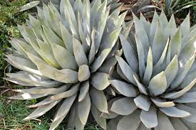 Succulent gardens are the perfect adjunct to mediterranean style plantings. Choose The Best Succulents For Landscaping