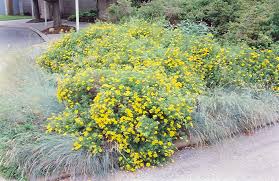 Goldfinger Potentilla Potentilla Fruticosa Goldfinger In Greensboro High Point Winston Salem Summerfield North Carolina Nc At New Garden Landscaping Nursery