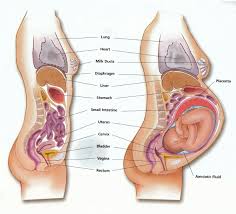 A trimester is about three months long. Pin Op Pregnancy Childbirth Baby Family
