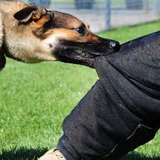 Dog Bite Protection How To Protect Yourself From A Dog Attack Pethelpful